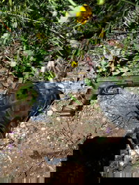 שלף אקדח לעבר לוחם מג"ב במהלך מרדף ברמלה; כך הצליחו לעצור אותו