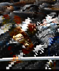 האדמו"ר מויז'ניץ בהכנסת ספר תורה