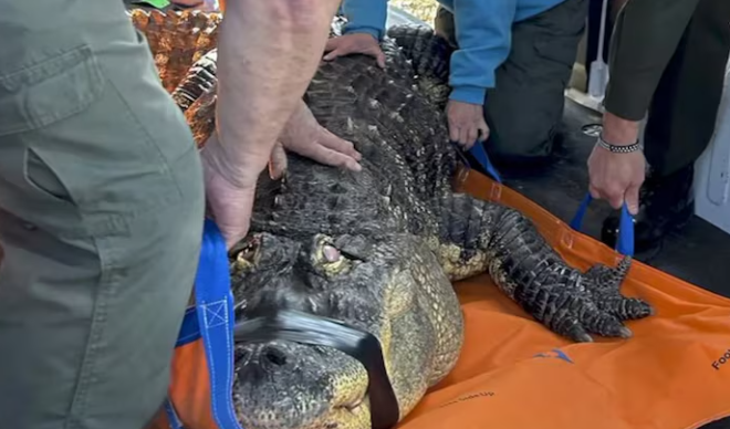 אלברט התנין