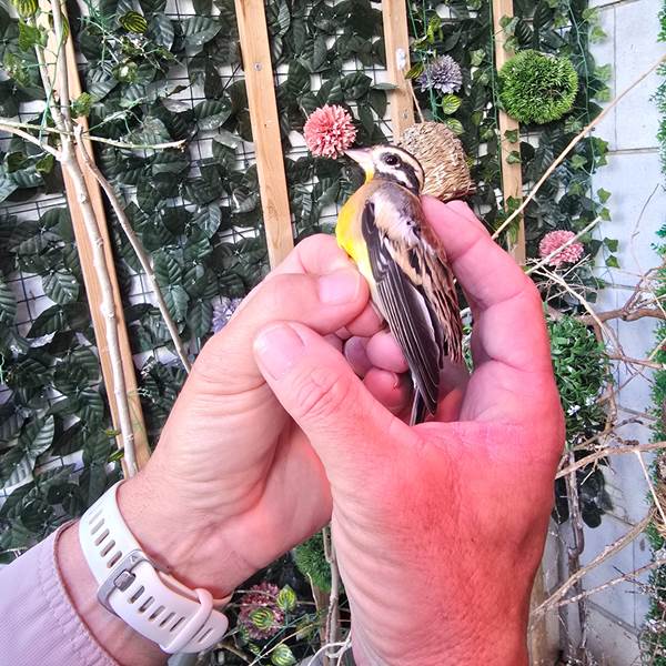 הציפורים שנתפסו