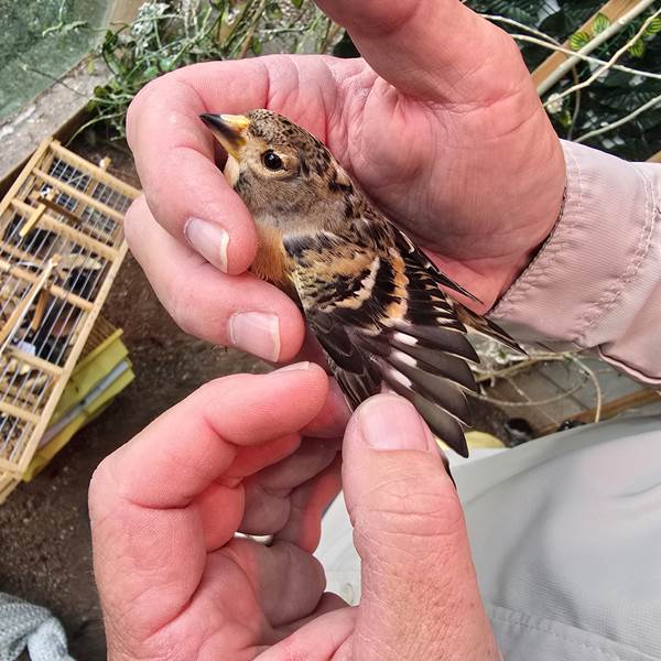 הציפורים שנתפסו