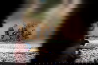 פעילות כוחות אוגדה 98 במרחב בינת ג'בייל