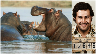 בלו אסקובר - היפופוטמים 