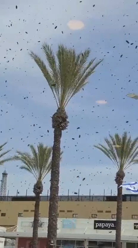 נחיל דבורים עצום ברחוב