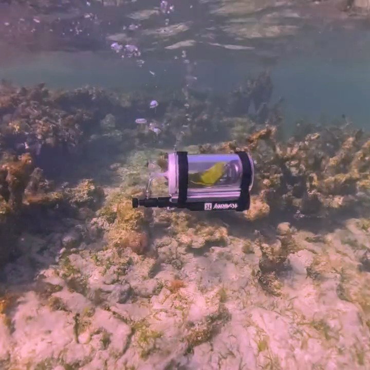 תוכי המחמד "בבה" בתוך הצוללת שבקרקעית האוקיינוס