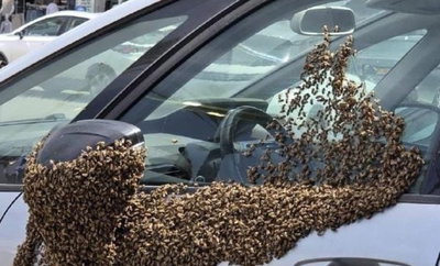 מפחיד: נחיל ענק של אלפי דבורים ליד מרכז מסחרי בעיר הדרומית