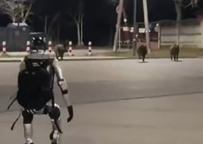 המכונה נגד החיה: מרדף של רובוט אחרי חזירי בר שעשע את הרשת