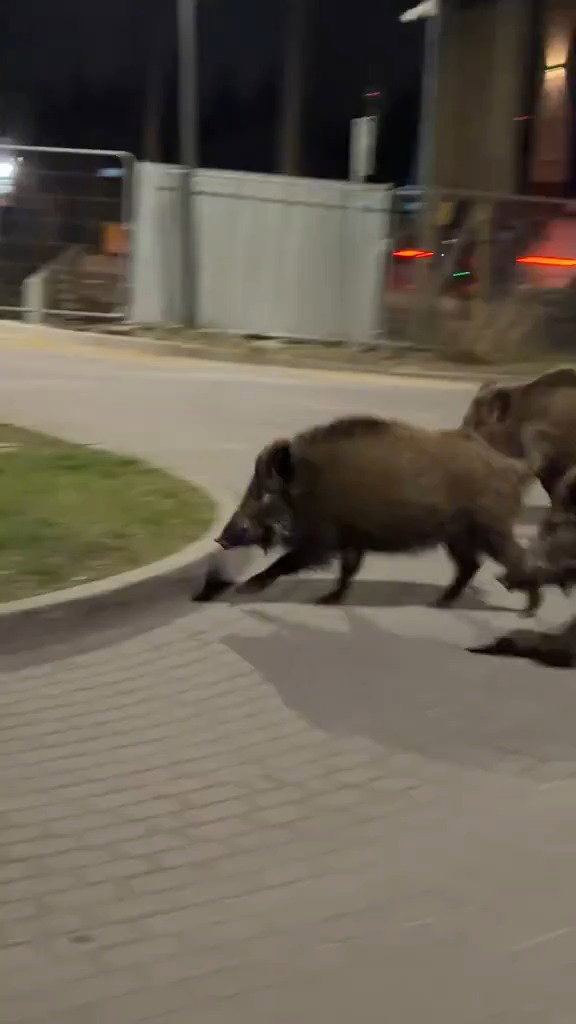 המרדף חסר התקווה של הרובוט אחר חזירי הבר