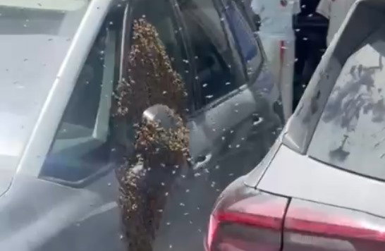 מפחיד: נחיל ענק של אלפי דבורים ליד מרכז מסחרי בעיר הדרומית