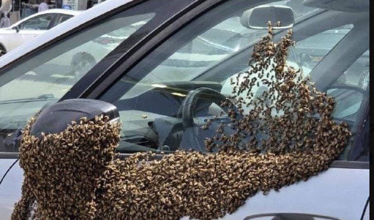 מפחיד: נחיל ענק של אלפי דבורים ליד מרכז מסחרי בעיר הדרומית