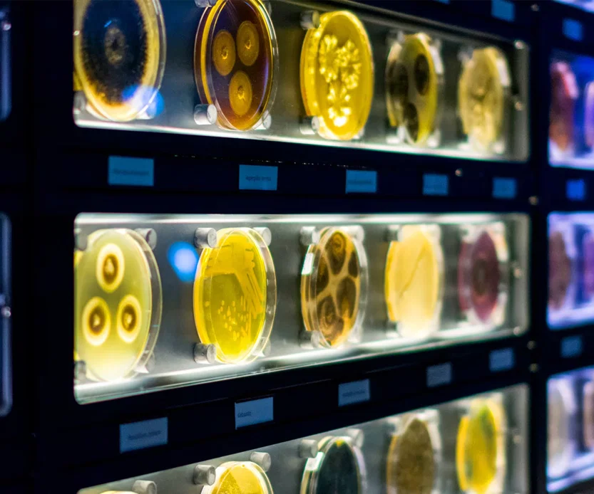 מיקרובים חיים בתוך צלחות פטרי ומבחנות - בתצוגה של גן החיות