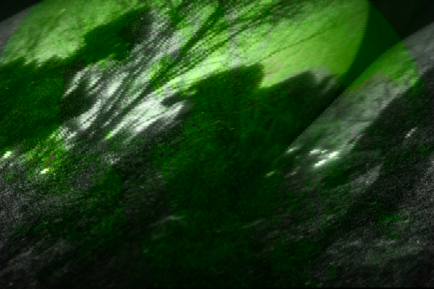 לוחמי יחידת אגוז בדרום לבנון