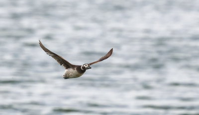 הברווז הנדיר