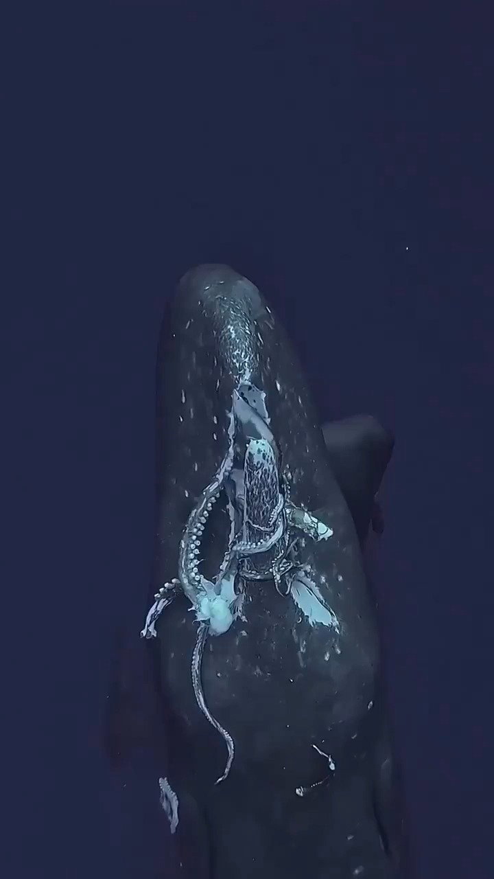 לווייתן טורף דיונון ענק 