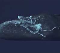 קרב ענקיים באוקיינוס: לווייתן  נלכד בעדשה כשהוא טורף דיונון ענקי 