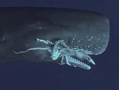 קרב ענקיים באוקיינוס: לווייתן נלכד בעדשה כשהוא טורף דיונון ענקי 