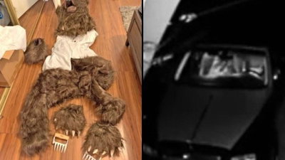 הונאת הביטוח ההזויה ביותר: התחפשו לדוב והשתוללו ברכבים | צפו