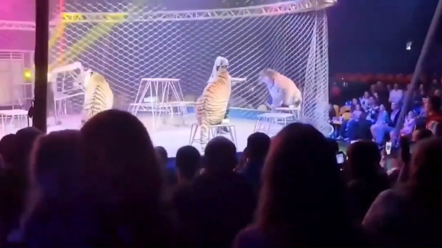 הטיגריס בקהל 