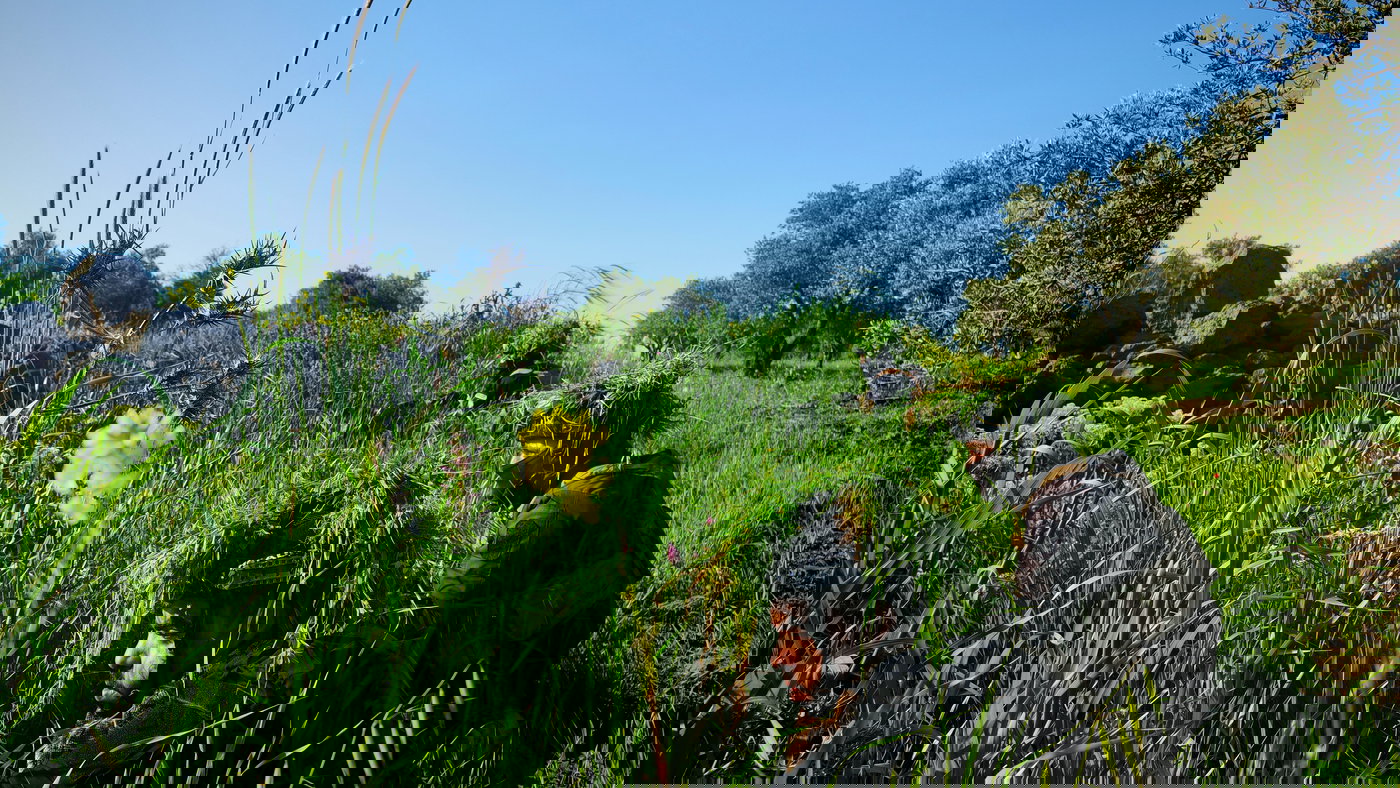 חשיפת תא טרור של מיליציית חיזבאללה