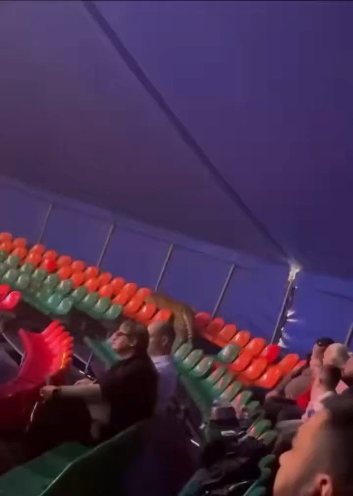 הטיגריס בקהל 