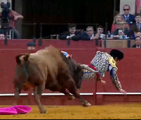 המטאדור נפצע בזירה 