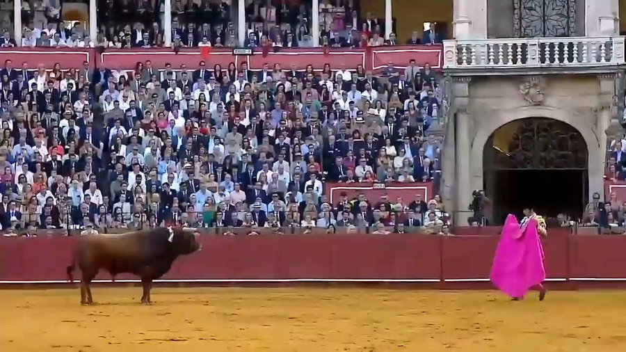 המטאדור נפצע בזירה 