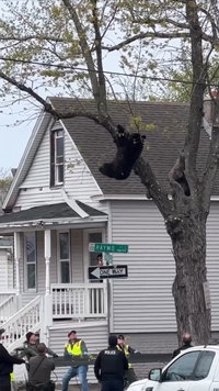 מתוק: גור דוב שחור נלכד על עץ בשכונת מגורים - כך זה הסתיים 