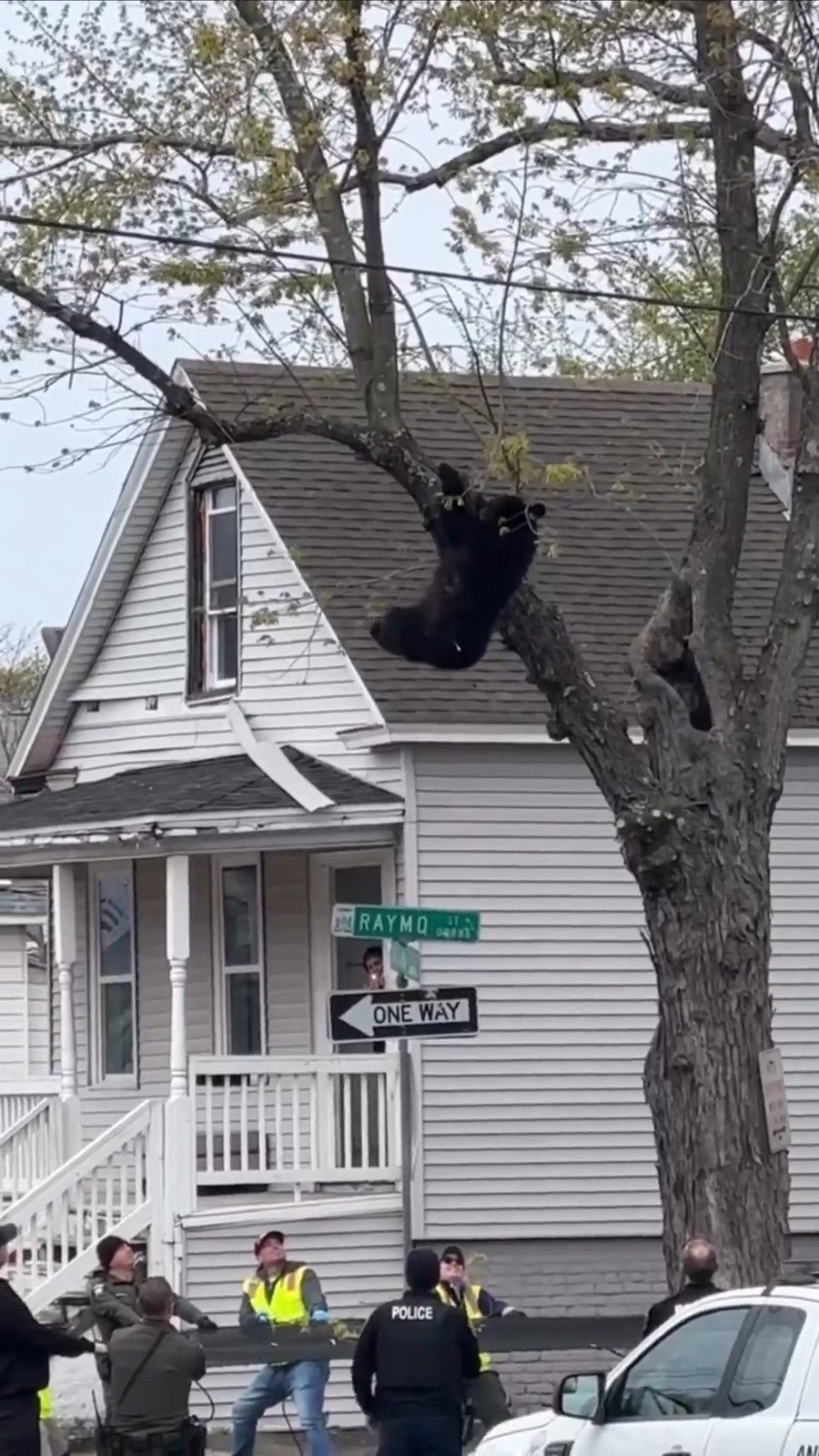 הדוב השחור מחולץ