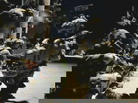 פעילות כוחות חטיבה 769 בכפר דבין בדרום לבנון