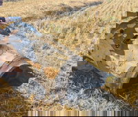 המטיילים במרכז הארץ הופתעו: זה מה שגילו בשטח פתוח בשדה