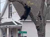 המצור על העץ: הקרב של גור הדובים נגד חצי ההרדמה ריתק עיר שלמה