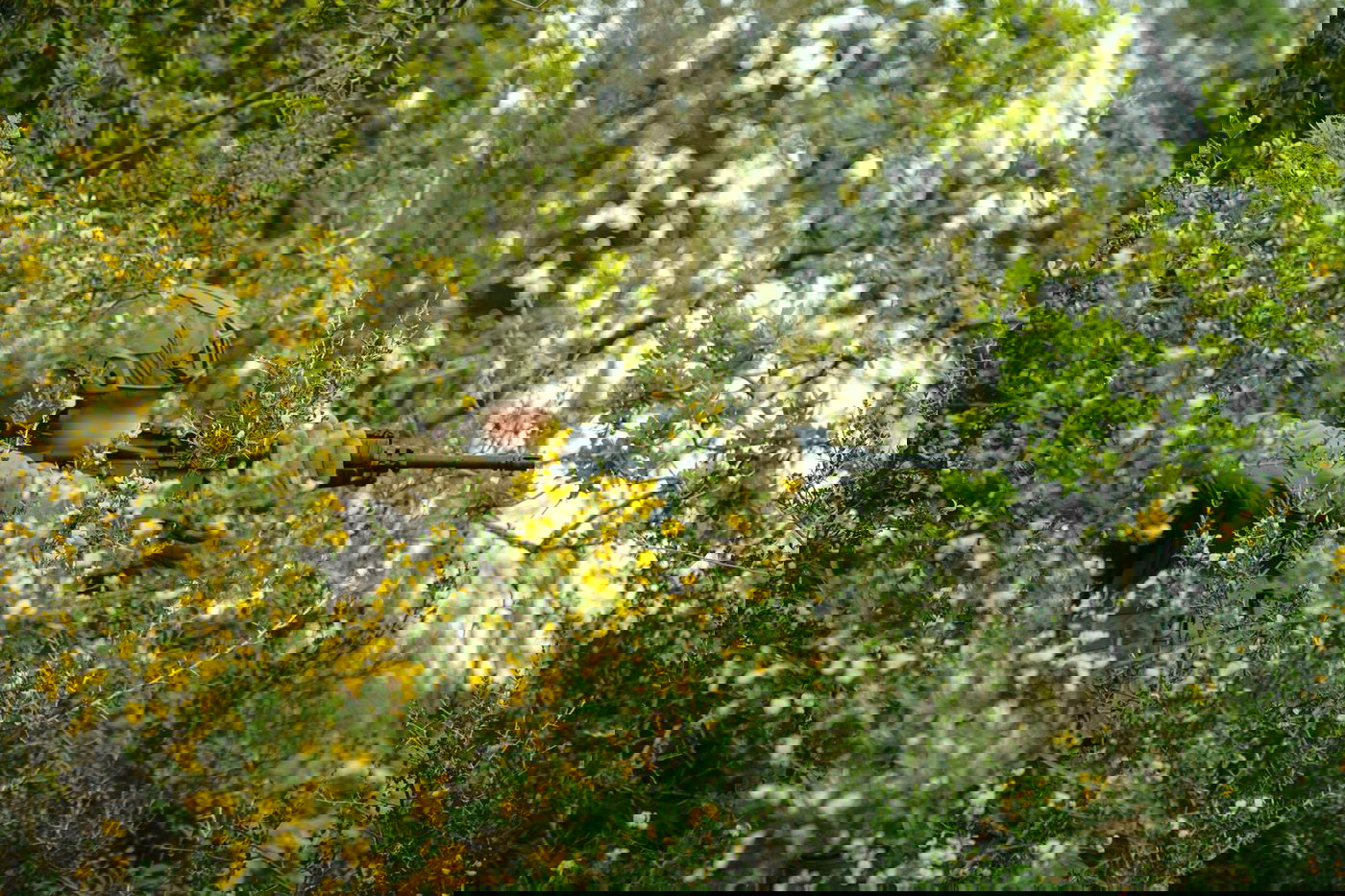 חטיבת חשמונאים בלבנון 