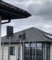 גיוס בסיכון גבוה: המרדף הדרמטי על הגג הסתיים בנפילה חופשית