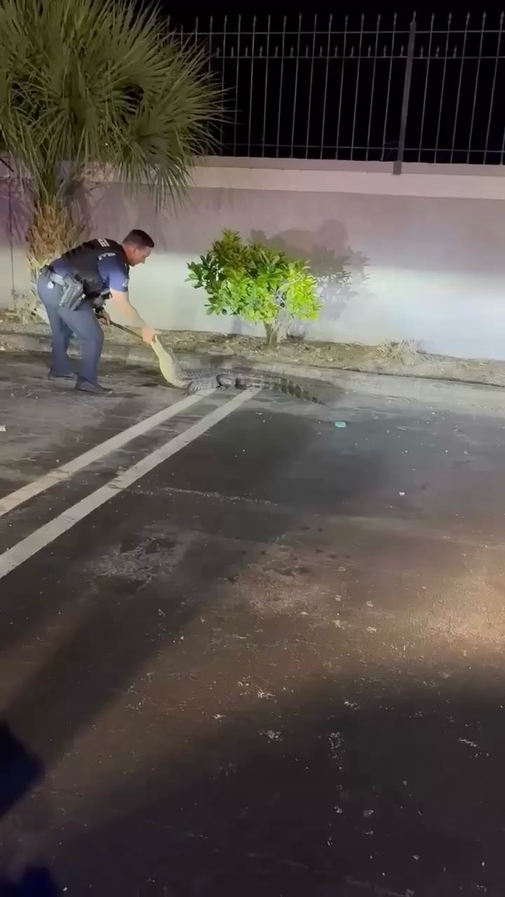 השוטרים נאבקים בתנין