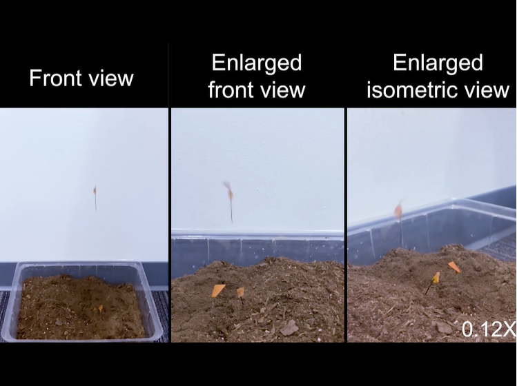 הזרעים מושלכים לאדמה 