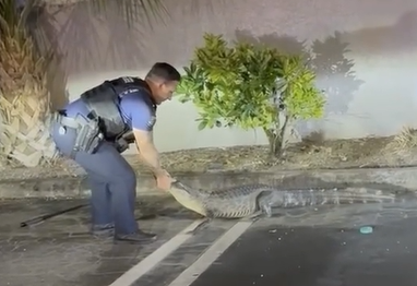 אומץ או טיפשות? שוטר תועד כשהוא נאבק בתנין עצבני | צפו