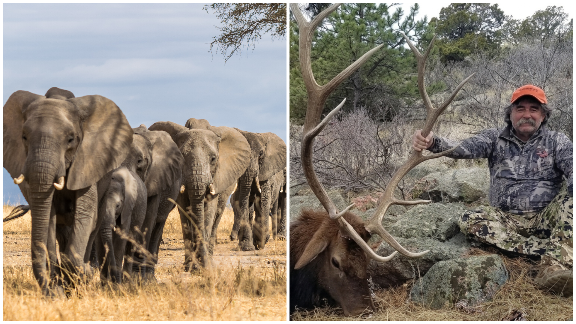 ארני דוסין - פילים