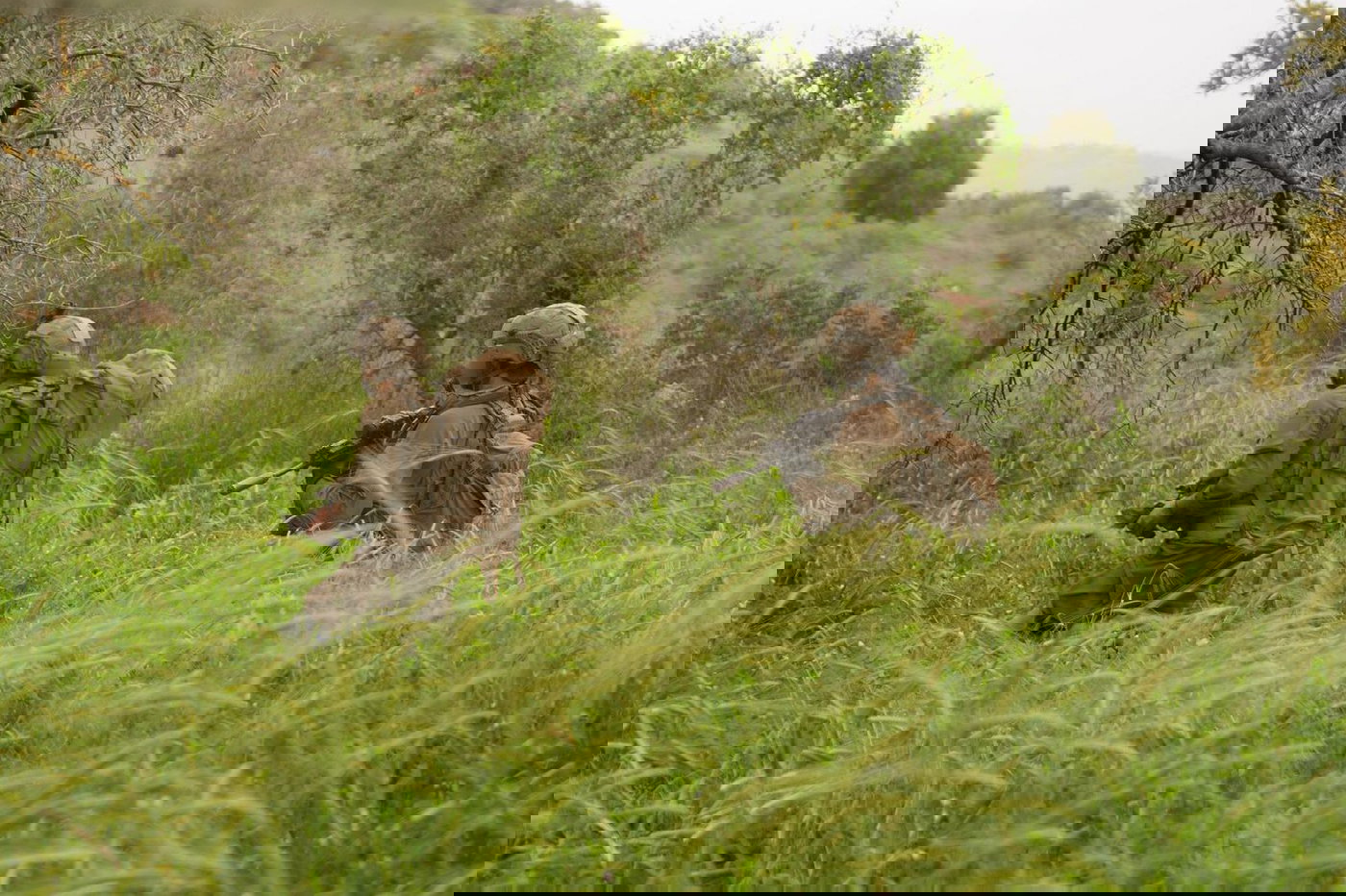 פעילות כוחות חטיבת גולני בדרום לבנון