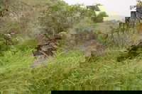 פעילות כוחות חטיבת גולני בדרום לבנון