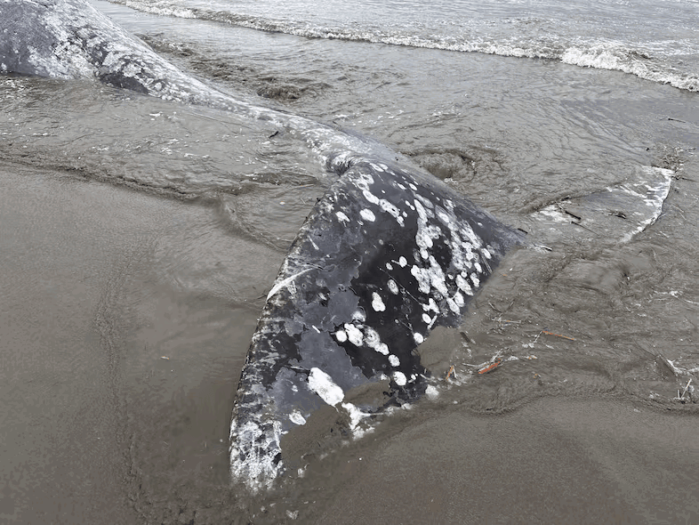 אחד מהלוויתנים שנסחפו לחוף בחודש האחרון