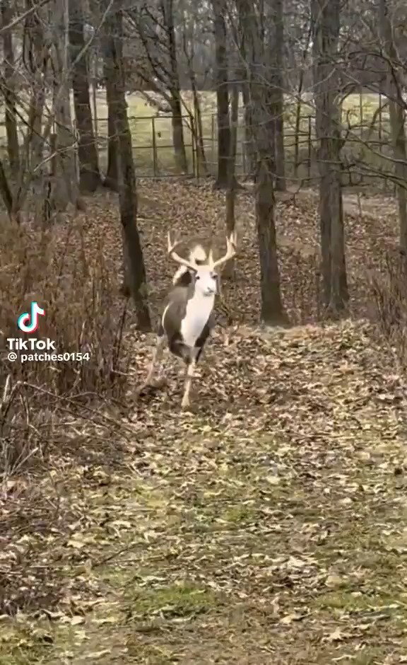 איילי פייבלד