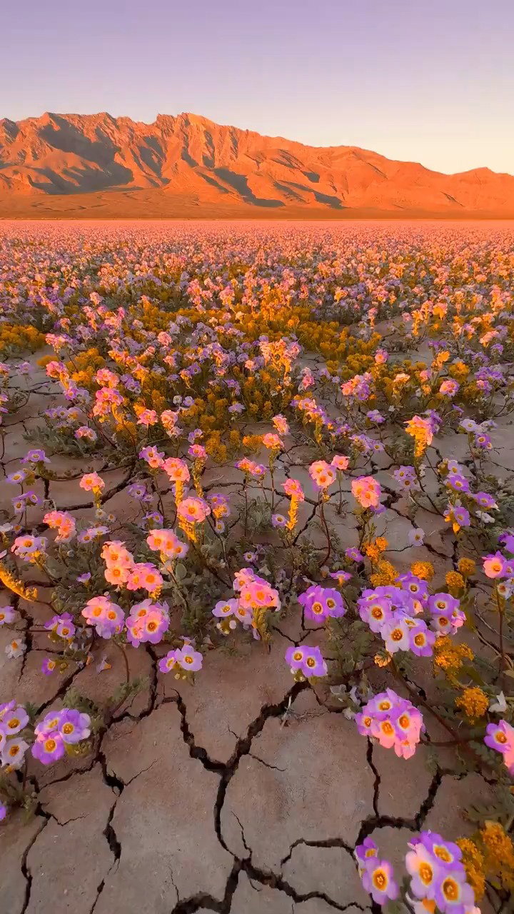 הפריחה הנדירה בעמק המוות