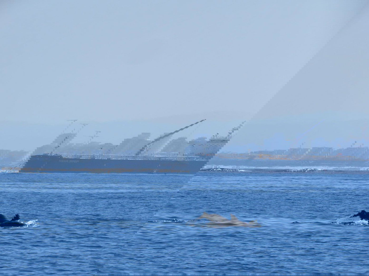 לא קורה כל יום | תיעוד חמוד: הדולפינים שיחקו עם הפקחים במפרץ חיפה