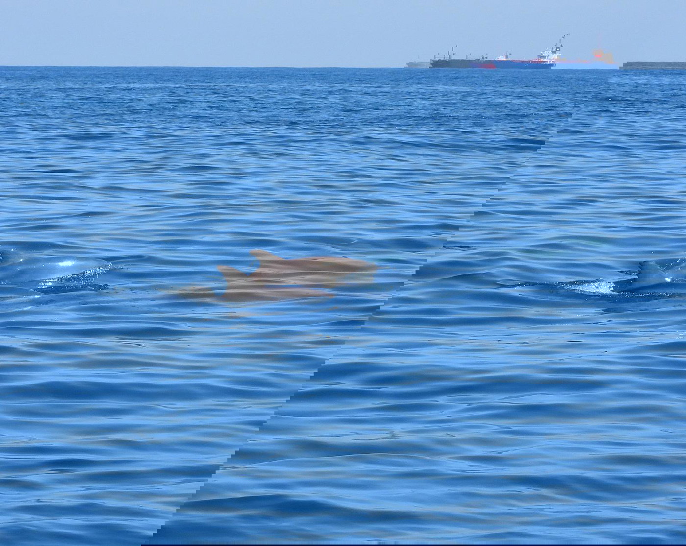 לא קורה כל יום | תיעוד חמוד: הדולפינים שיחקו עם הפקחים במפרץ חיפה