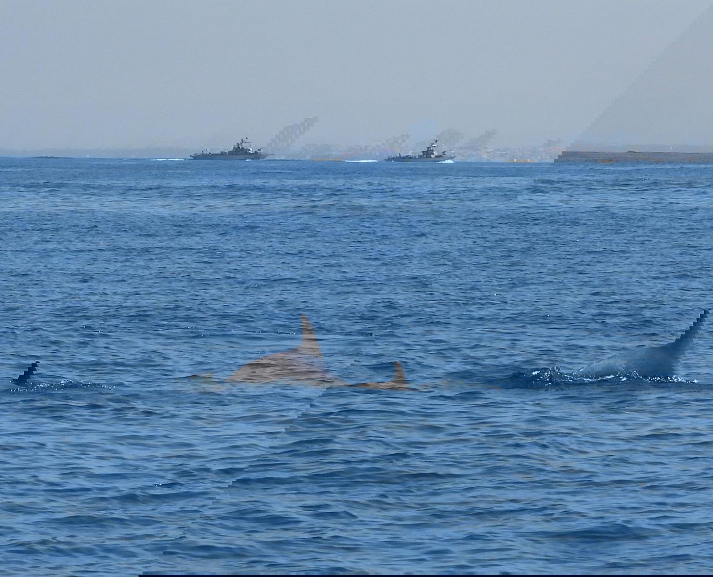 לא קורה כל יום | תיעוד חמוד: הדולפינים שיחקו עם הפקחים במפרץ חיפה
