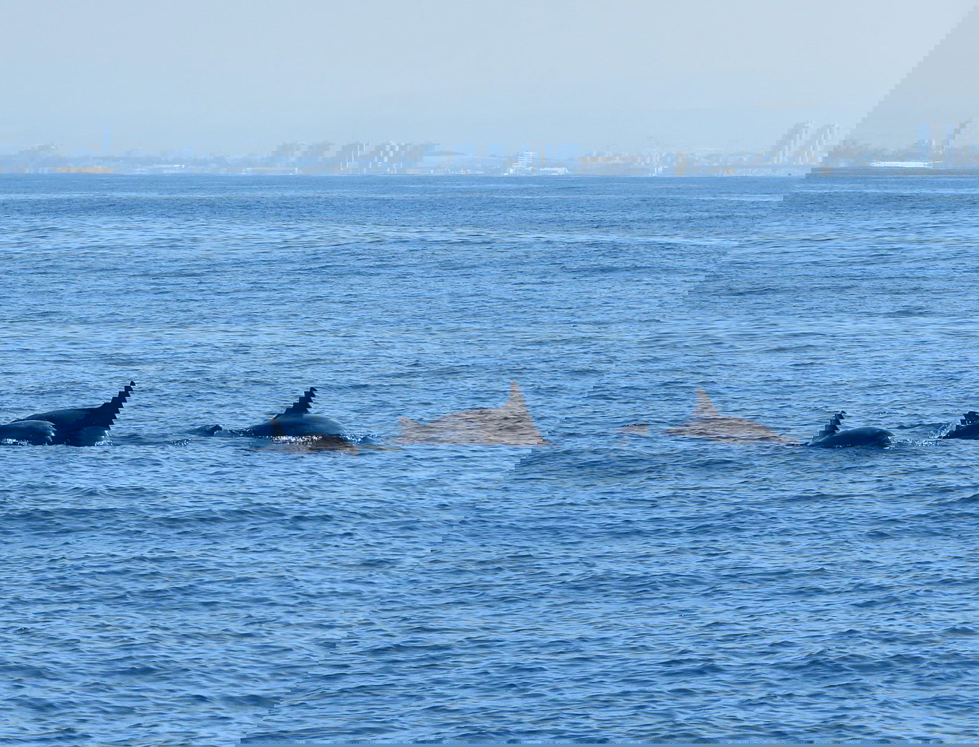 לא קורה כל יום | תיעוד חמוד: הדולפינים שיחקו עם הפקחים במפרץ חיפה