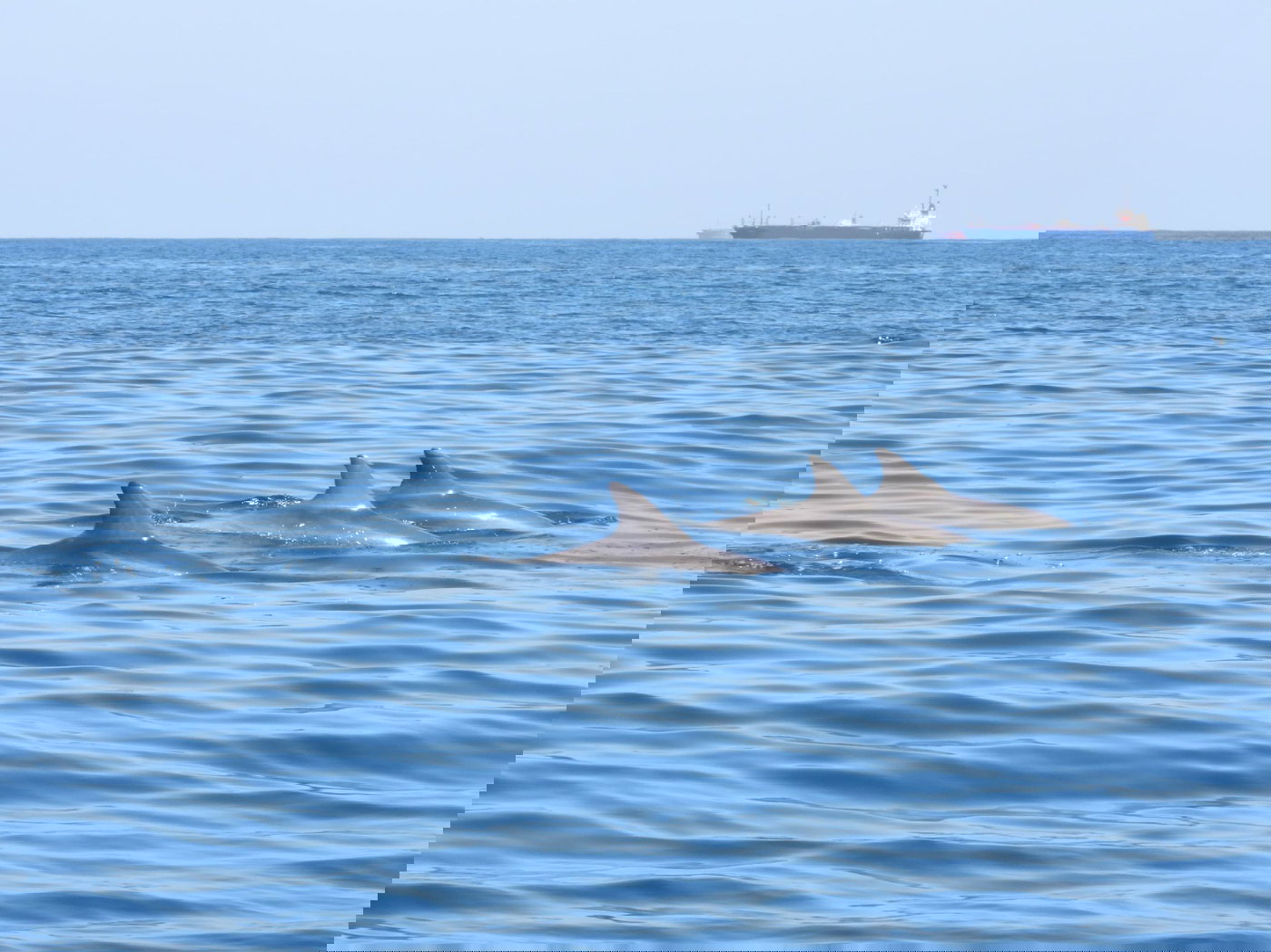 לא קורה כל יום | תיעוד חמוד: הדולפינים שיחקו עם הפקחים במפרץ חיפה
