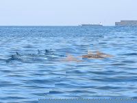 לא קורה כל יום | תיעוד חמוד: הדולפינים שיחקו עם הפקחים במפרץ חיפה