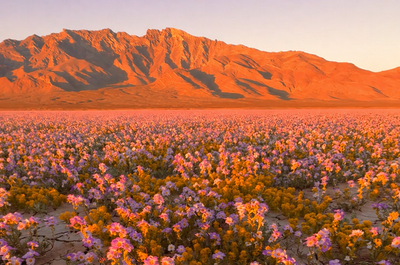 נס בלב המדבר: "עמק המוות" הפך למרבד פרחים מרהיב לראשונה מזה עשור