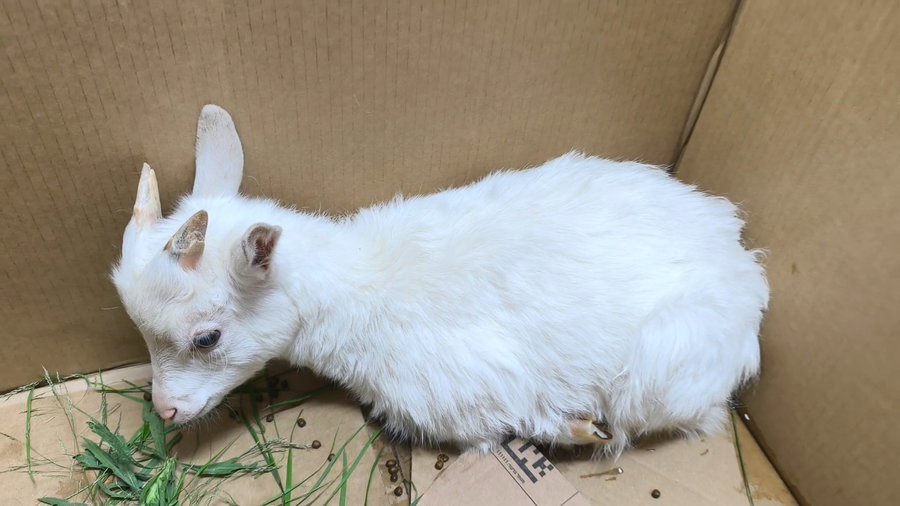 מעמד שחיטת גדי בבני ברק